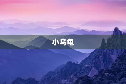 小乌龟