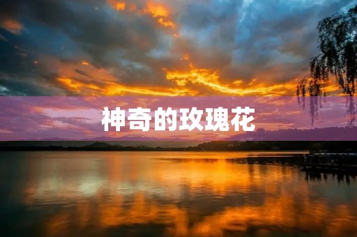 神奇的玫瑰花