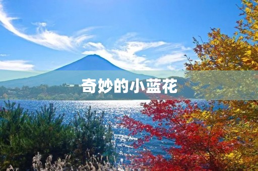 奇妙的小蓝花 奇妙的小蓝花