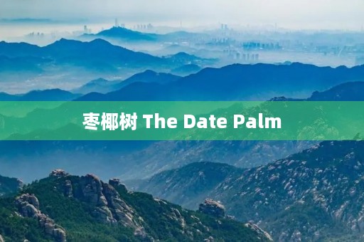 枣椰树 The Date Palm 枣椰树 The Date Palm