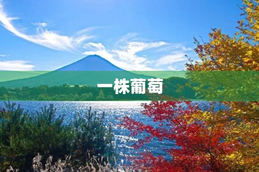 一株葡萄 一株葡萄