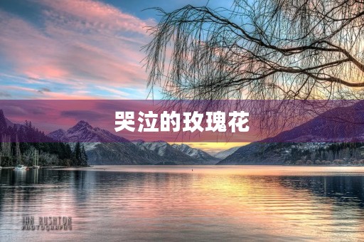 哭泣的玫瑰花 哭泣的玫瑰花