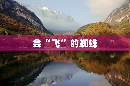 会“飞”的蜘蛛 会“飞”的蜘蛛