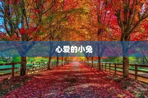 心爱的小兔 心爱的小兔