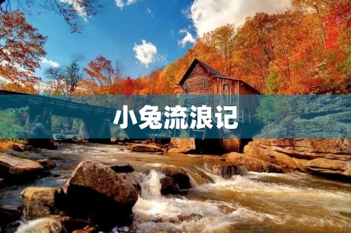 小兔流浪记 小兔流浪记