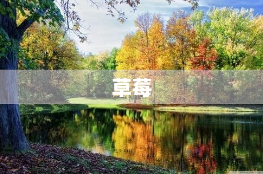 草莓 草莓
