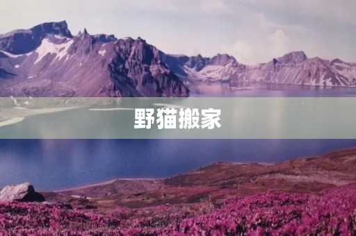 野猫搬家