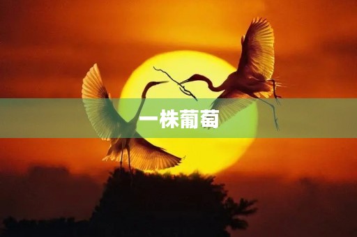 一株葡萄 一株葡萄