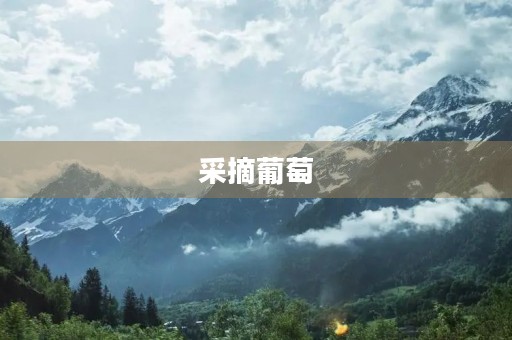 采摘葡萄 采摘葡萄