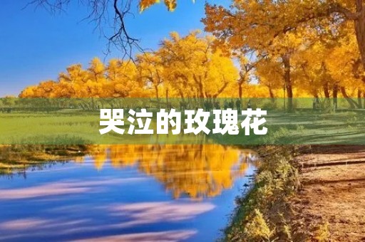 哭泣的玫瑰花 哭泣的玫瑰花