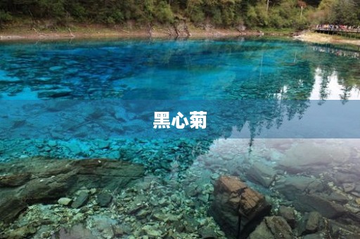 黑心菊 黑心菊
