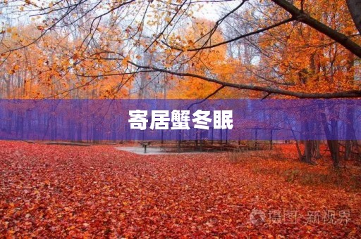 寄居蟹冬眠 寄居蟹冬眠