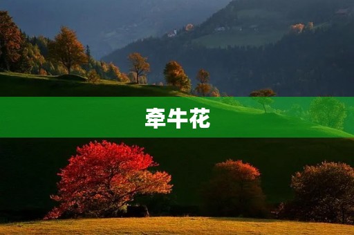 牵牛花