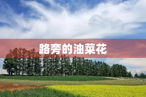 路旁的油菜花 路旁的油菜花