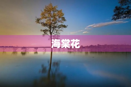 海棠花 海棠花