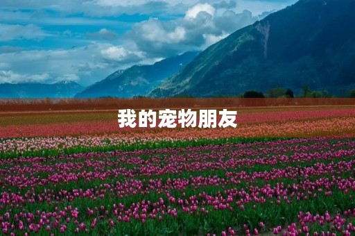 我的宠物朋友 我的宠物朋友