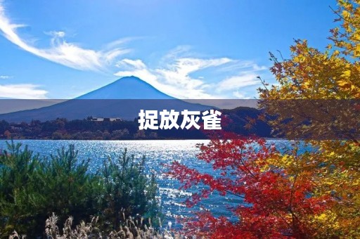 捉放灰雀 捉放灰雀