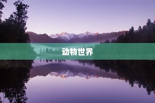 动物世界 动物世界