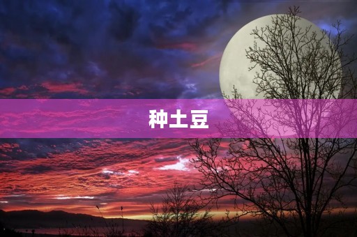 种土豆 种土豆