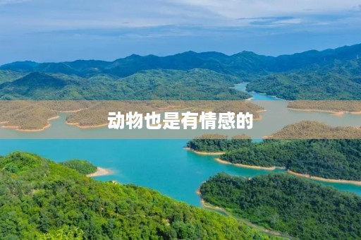 动物也是有情感的