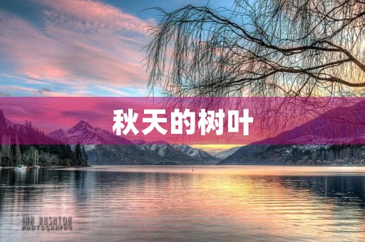 秋天的树叶 秋天的树叶
