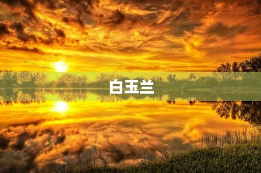 白玉兰 白玉兰
