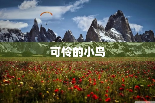 可怜的小鸟 可怜的小鸟