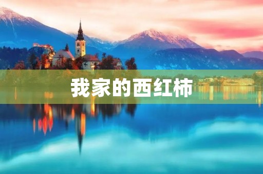 我家的西红柿 我家的西红柿