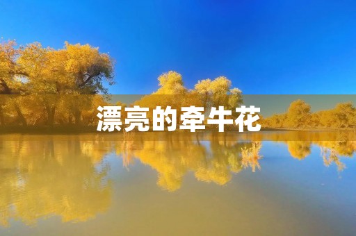 漂亮的牵牛花