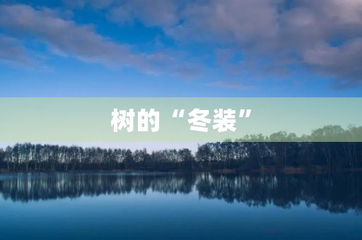 树的“冬装” 树的“冬装”