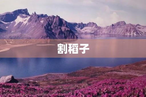 割稻子 割稻子