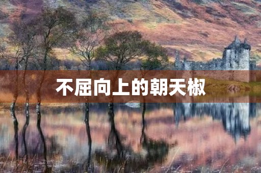 不屈向上的朝天椒 不屈向上的朝天椒