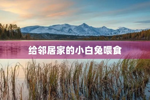 给邻居家的小白兔喂食 给邻居家的小白兔喂食