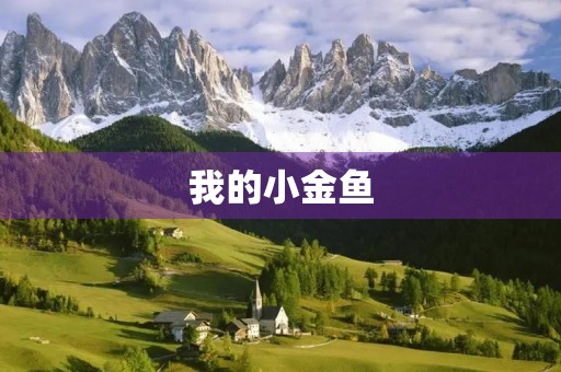 我的小金鱼 我的小金鱼