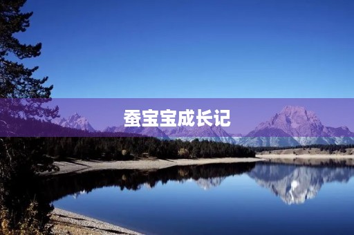 蚕宝宝成长记 蚕宝宝成长记