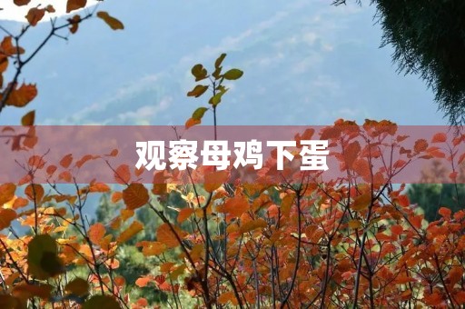 观察母鸡下蛋 观察母鸡下蛋