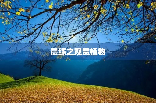 晨练之观赏植物