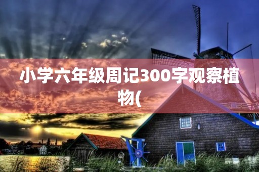 小学六年级周记300字观察植物(