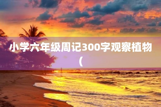 小学六年级周记300字观察植物(