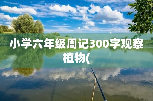 小学六年级周记300字观察植物( 小学六年级周记300字观察植物(