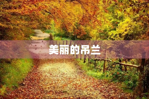 美丽的吊兰 美丽的吊兰