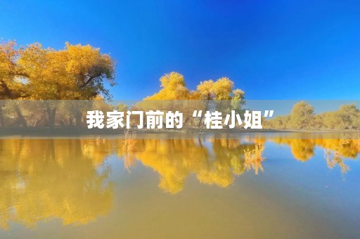 我家门前的“桂小姐” 我家门前的“桂小姐”