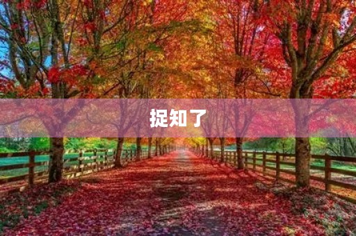 捉知了 捉知了