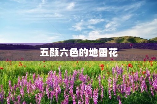五颜六色的地雷花 五颜六色的地雷花