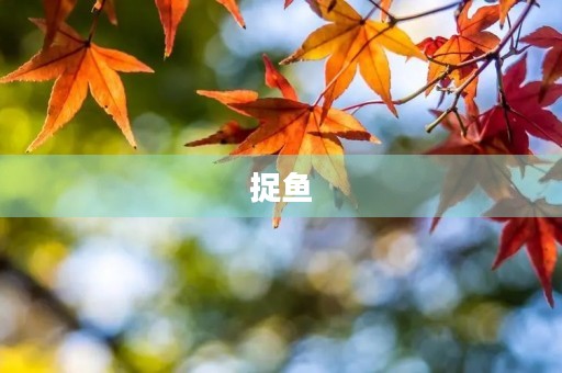 捉鱼 捉鱼