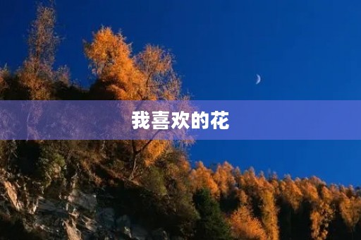 我喜欢的花 我喜欢的花
