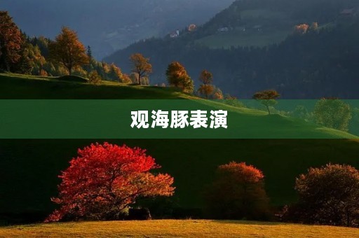观海豚表演 观海豚表演