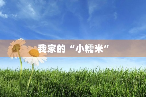 我家的“小糯米” 我家的“小糯米”