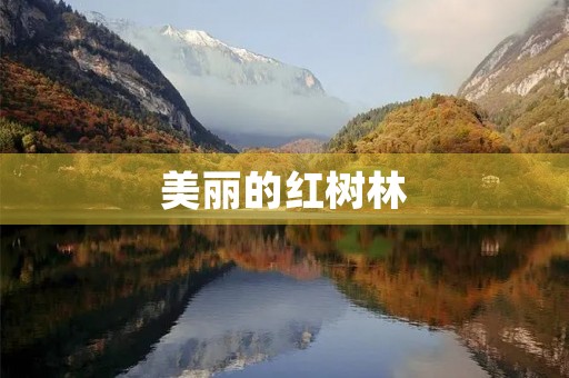 美丽的红树林 美丽的红树林