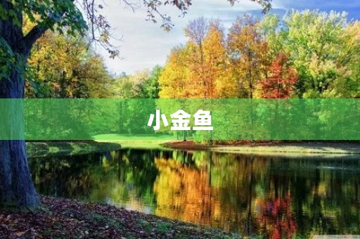 小金鱼 小金鱼